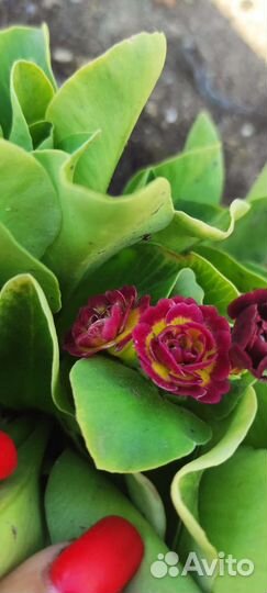 Примула ушковая, хосты