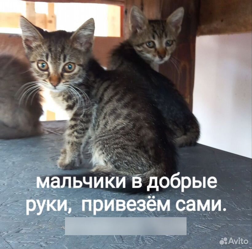 Котята в добрые руки