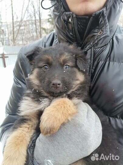 Щенки в добрые руки