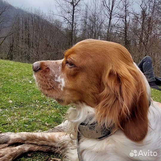 Бретонский эпаньоль. Вязка