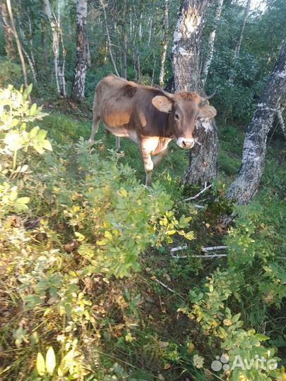 Нетель Швиц