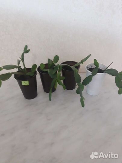 Цветок декабрист