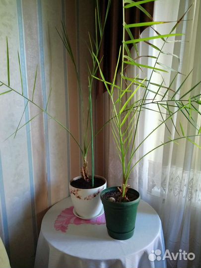 Комнатные растения