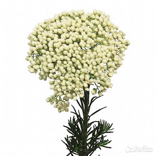 Озотамнус Белый сухоцвет (1 пучок)