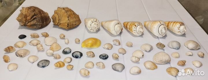 Морские ракушки