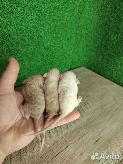 Крыса Дамбо и Дамбо Рекс