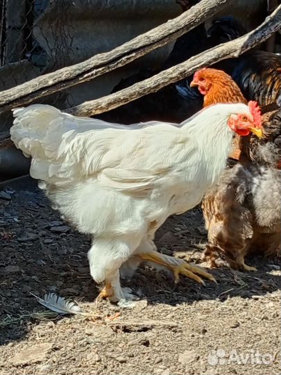 Петух брама