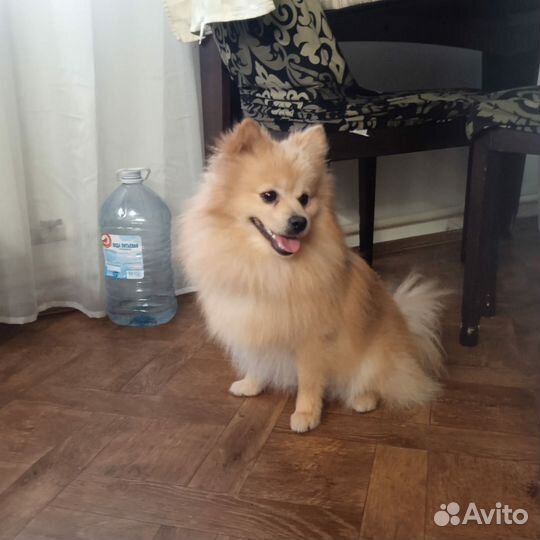 Померанский шпиц