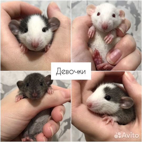 Крысы Дамбо