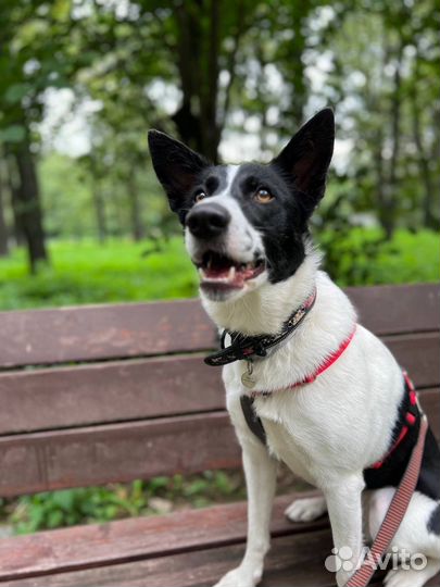 Собака в добрые руки