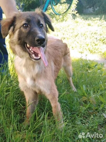 Собака хочет найти хозяев