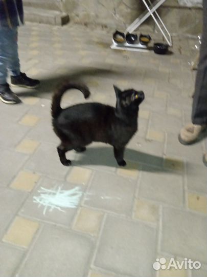 Кошечка в добрые руки