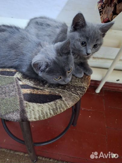 Котята в добрые руки бесплатно