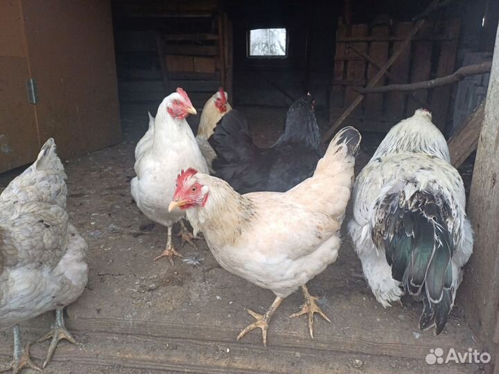 Куры несушки