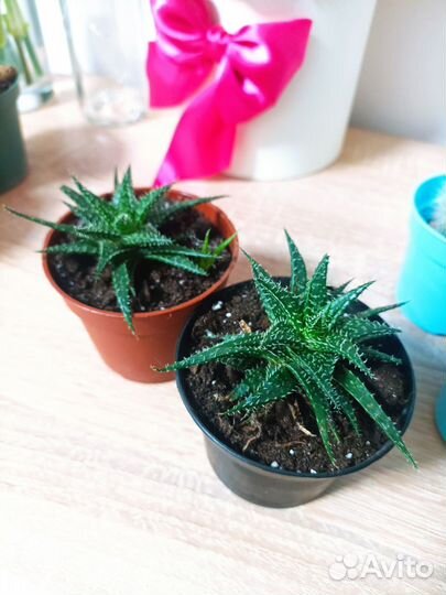 Кактусы и суккуленты