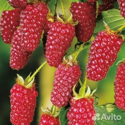 Саженцы малины