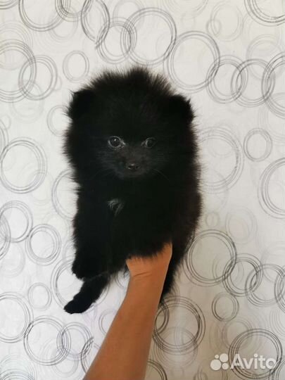 Щенок померанского шпица