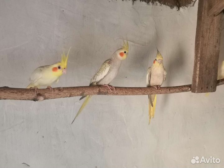 Попугай Корелла