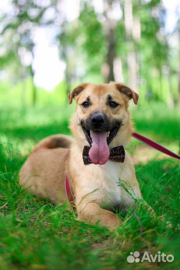 Собаке плохо в приюте