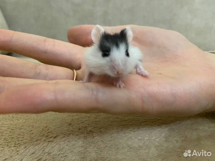 Джунгарский хомяк