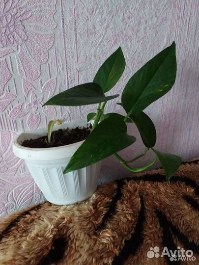 Сциндаптус