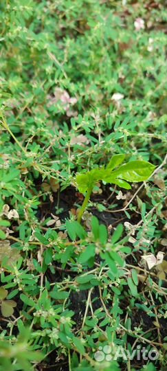 Пассифлора маракуйя