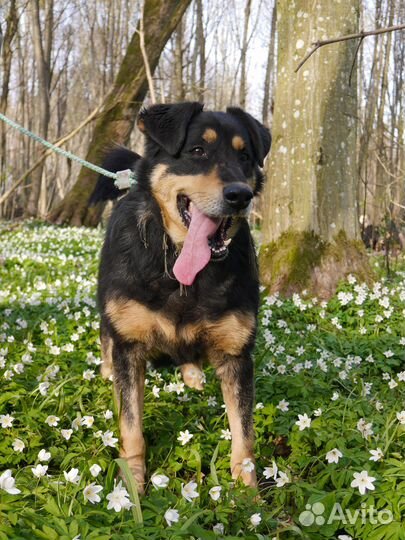 Собака Найс