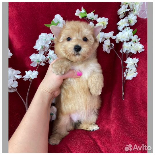 Золотой йорк девочка голдаст