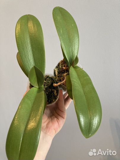 Не цветет Орхидея