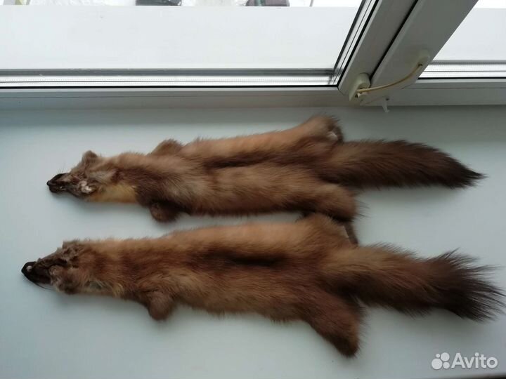 Продам шкурки куницы