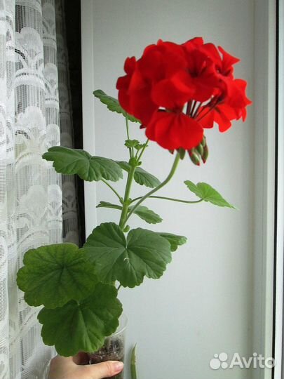 Пеларгония герань зональная