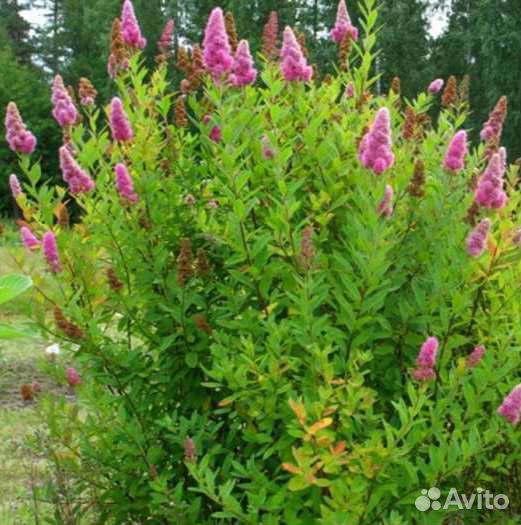 Спирея иволистная