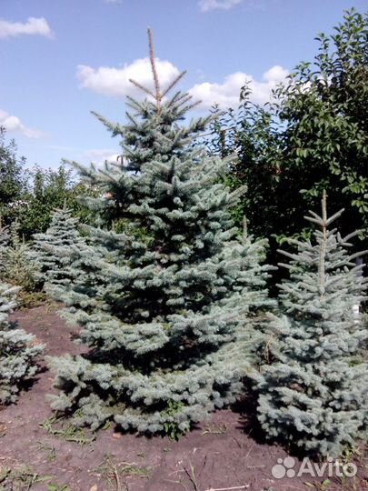 Ель голубая,яблони,груши вишня черешня смородина