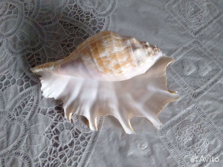 Морская раковина