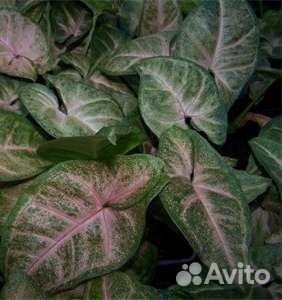 Сингониум Пинк флекед