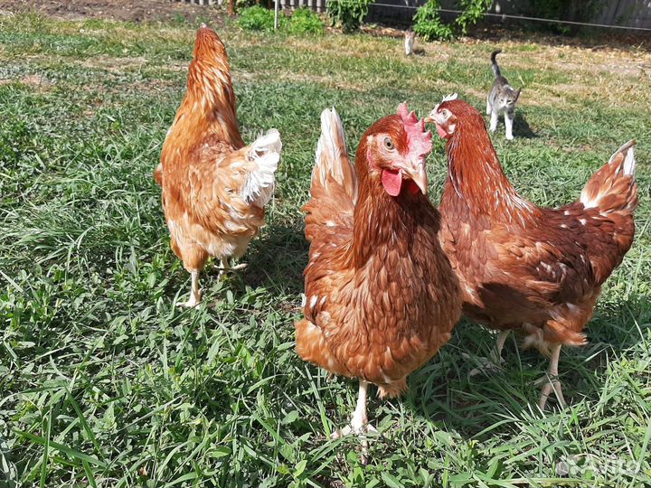 Куры несушки молодки