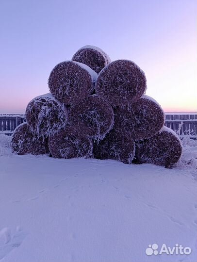 Продам сено в рулонах