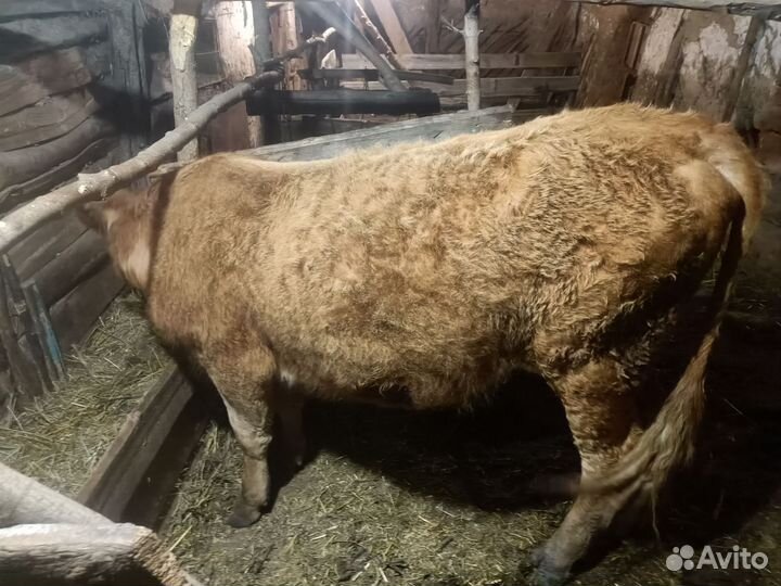 Продается Корова