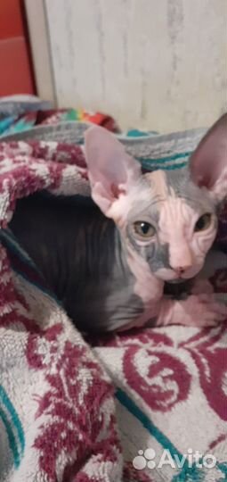 Продам кошечку Сфинкса 2.5 месяца