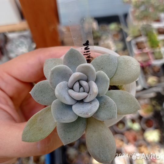 Суккуленты часть 1