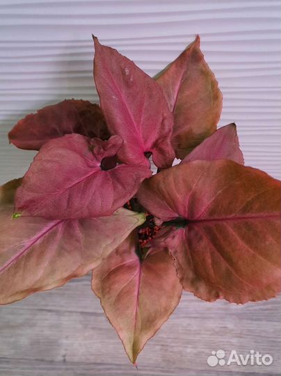 Сингониум Яичница, Клубничный лёд