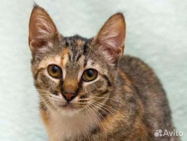 Трехцветный котенок в добрые руки