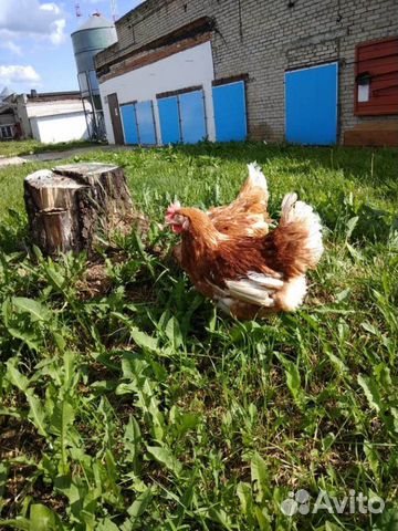 Продать живых кур. Куры несушки. Петух хайсекс браун. Куры несушки фермерские. Домашние курица живое.