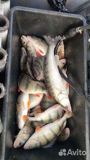 Рыбалка с гидом в Калининграде