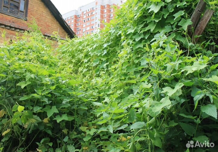 Вьюнок садовый бешеный огурец