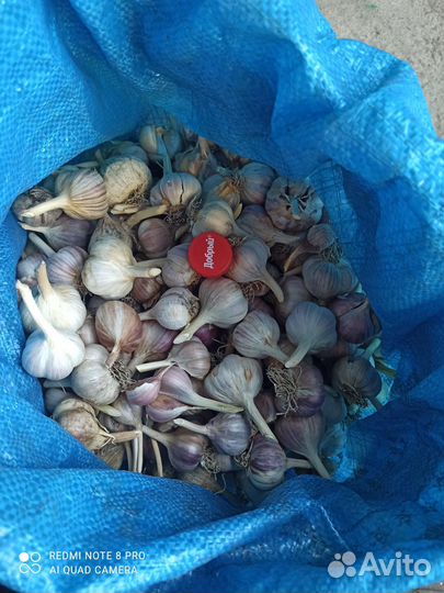 Чеснок домашний