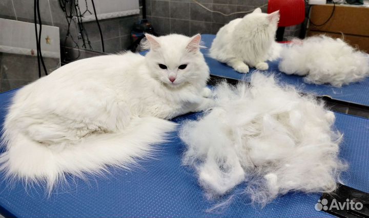 Груминг собак и кошек/Экспресс-линька/Стрижка