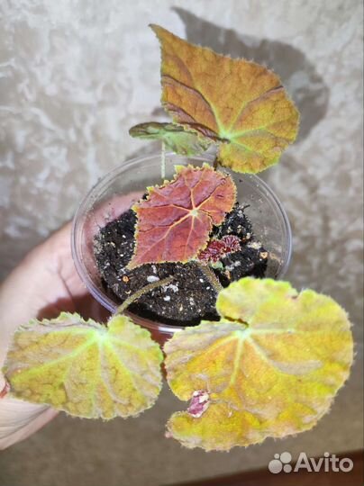 Бегония Аутум Эмбер