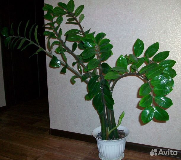 Замиокулькас