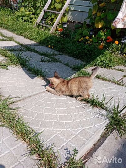 Котёнок Девочка